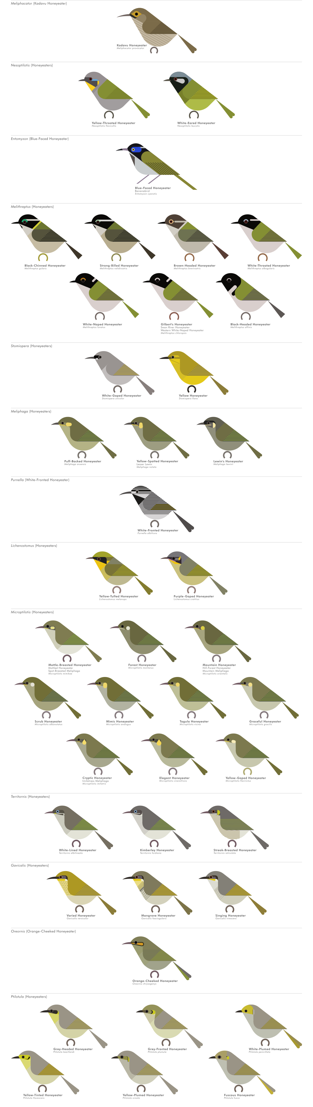 scott partridge - AVE - avian vector encyclopedia - honeyeaters - bird vector art