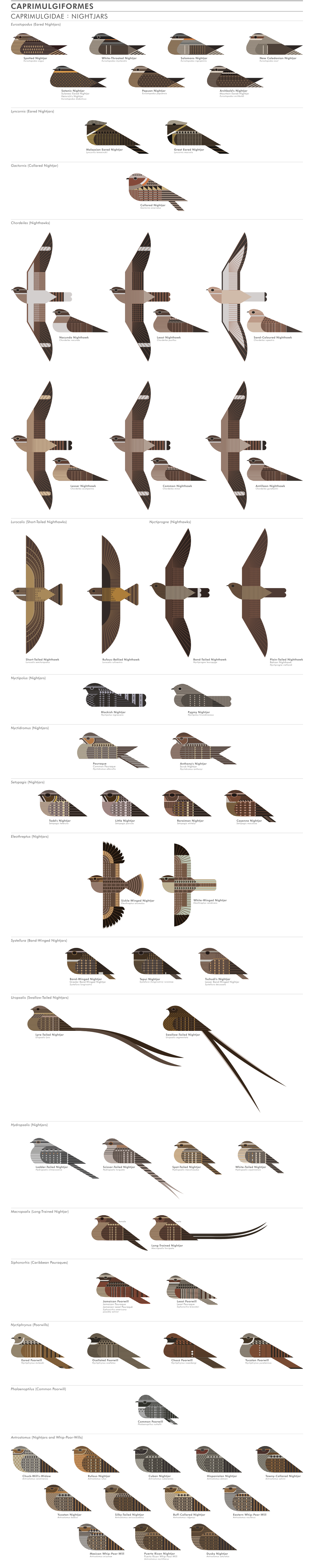 scott partridge - ave - avian vector encyclopedia - nightjars CAPRIMULGIFORMES - bird vector art