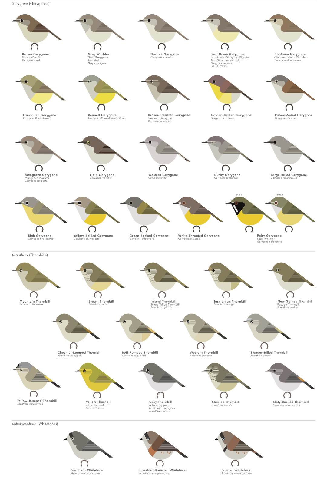 scott partridge - AVE - avian vector encyclopedia - acanthizids - bird vector art