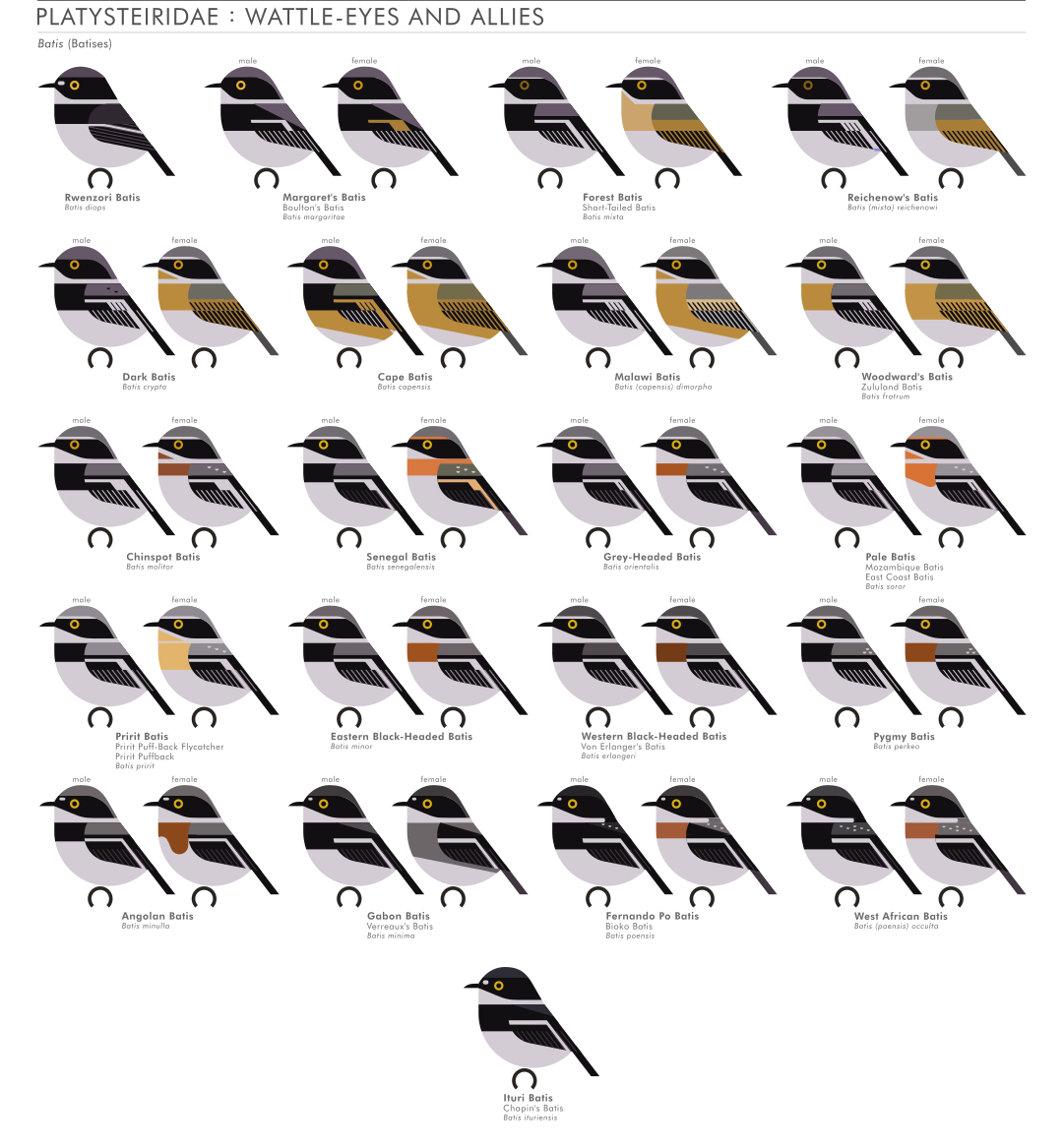 scott partridge - AVE - avian vector encyclopedia - batis - bird vector art