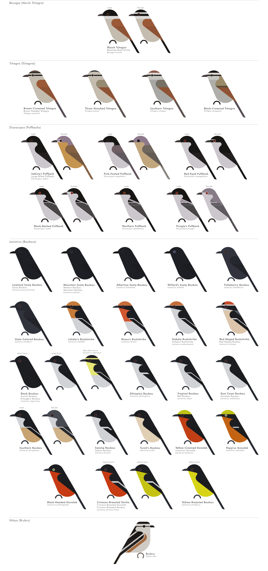 scott partridge - AVE - avian vector encyclopedia - bushshrikes - bird vector art
