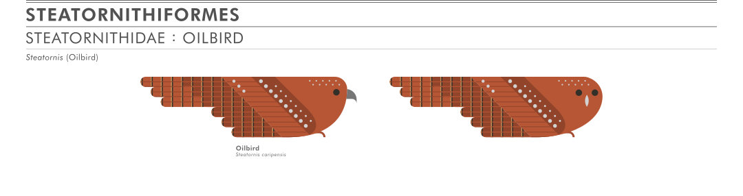 scott partridge - ave - avian vector encyclopedia - oilbird - bird vector art