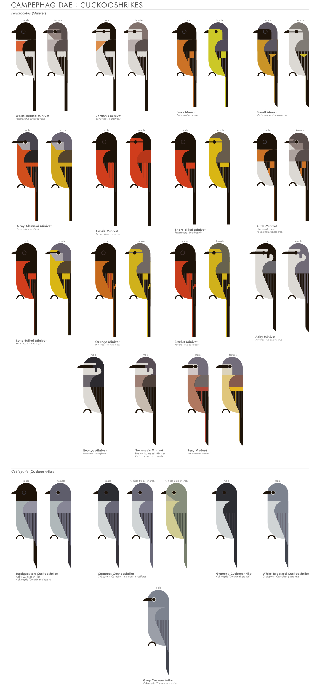 scott partridge - AVE - avian vector encyclopedia - cuckooshrikes - bird vector art