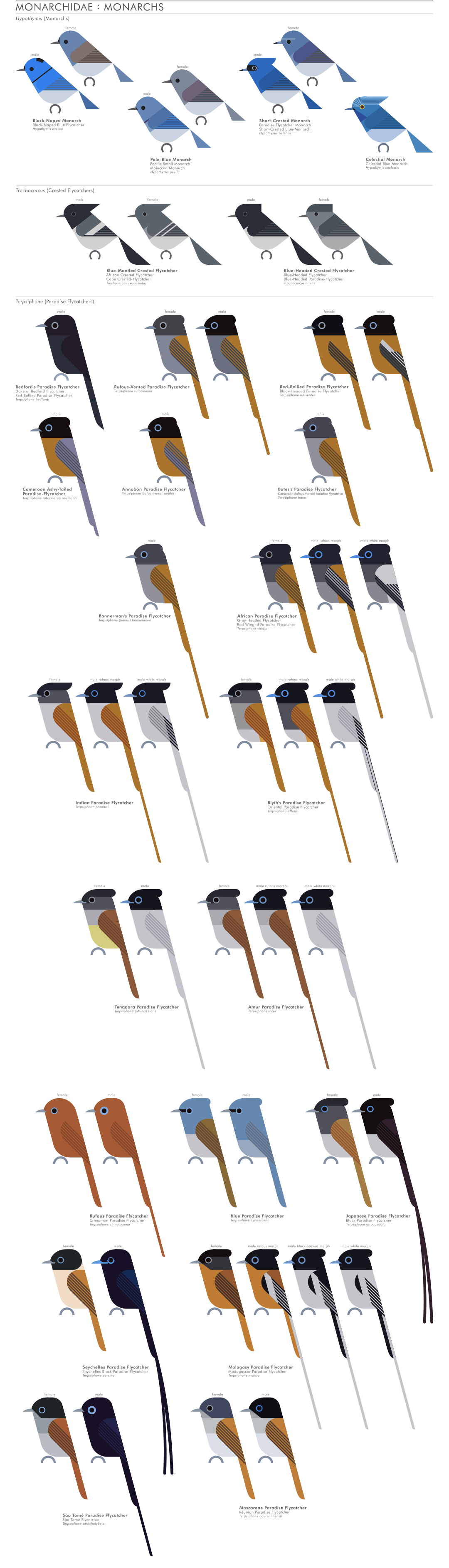 scott partridge - AVE - avian vector encyclopedia - monarch flycatchers - bird vector art