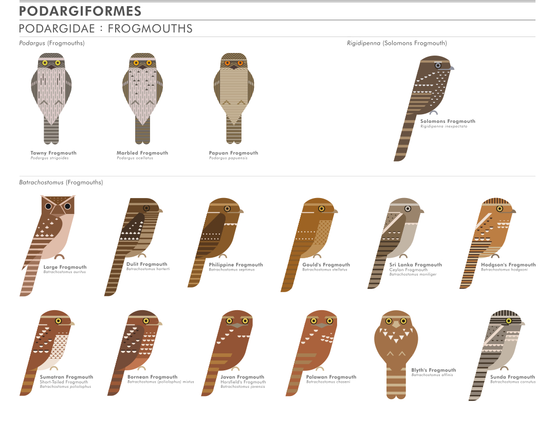 scott partridge - ave - avian vector encyclopedia - frogmouths PODARGIDAE PODARGIFORMES - bird vector art