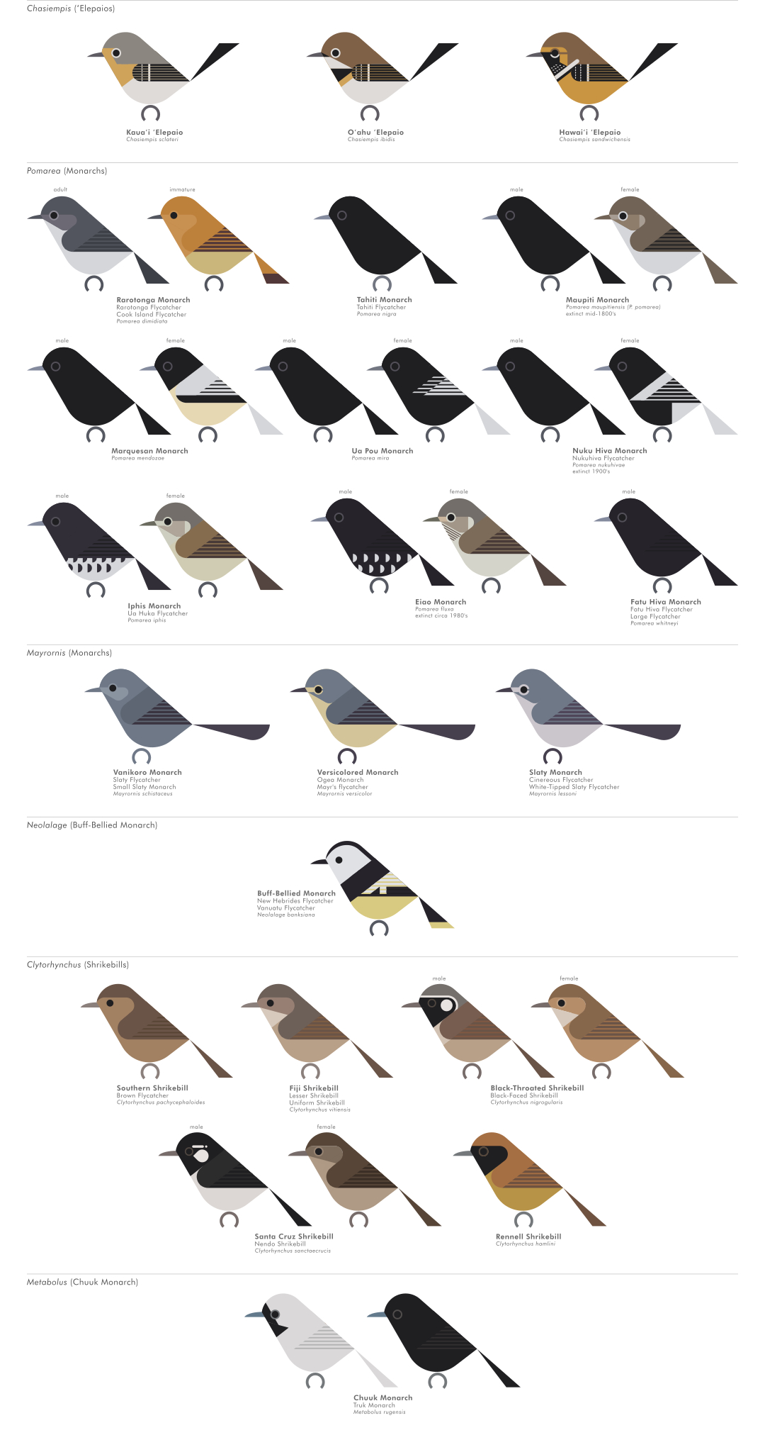 scott partridge - AVE - avian vector encyclopedia - monarch flycatchers - bird vector art