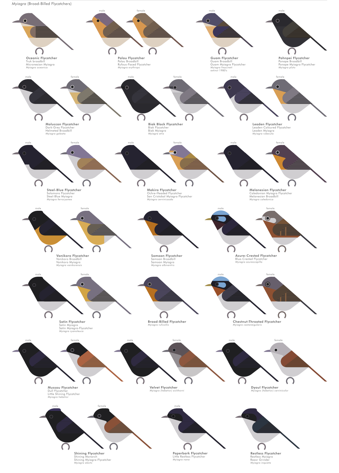 scott partridge - AVE - avian vector encyclopedia - monarch flycatchers - bird vector art