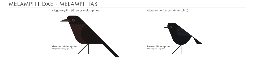 scott partridge - AVE - avian vector encyclopedia - melampittas - bird vector art