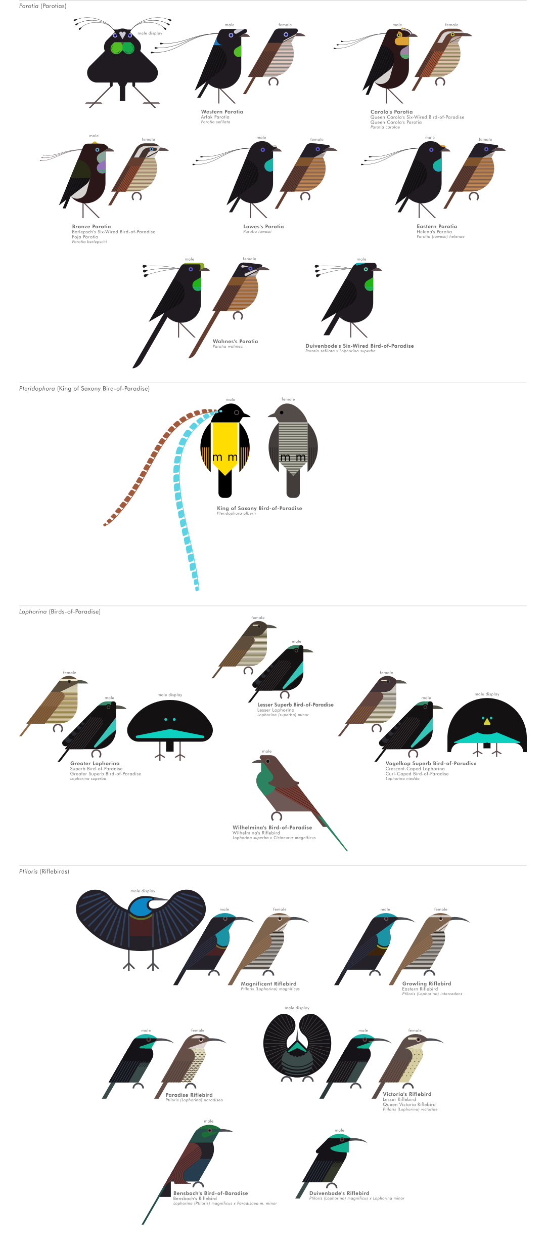 scott partridge - AVE - avian vector encyclopedia - birds o fparadise - bird vector art