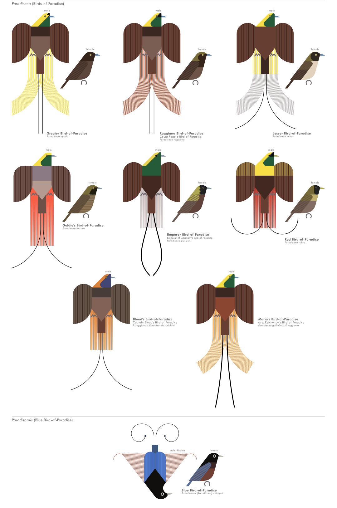 scott partridge - AVE - avian vector encyclopedia - birds o fparadise - bird vector art