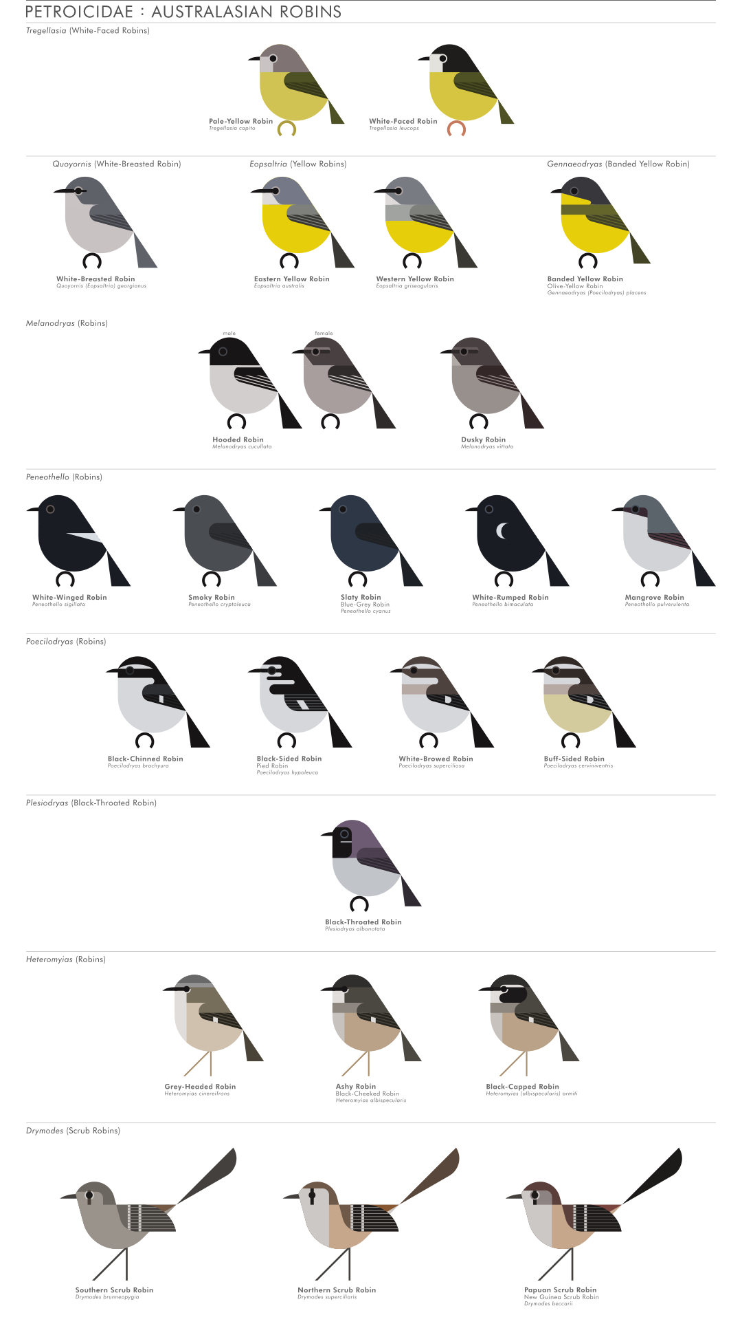 scott partridge - AVE - avian vector encyclopedia - robins - bird vector art