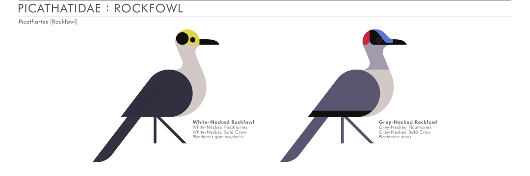 scott partridge - AVE - avian vector encyclopedia - rockfowl - bird vector art