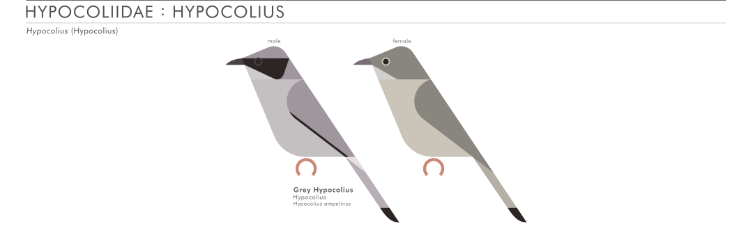 scott partridge - AVE - avian vector encyclopedia - hypocolius - bird vector art