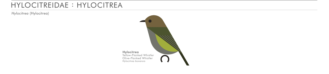 scott partridge - AVE - avian vector encyclopedia - hylocitrea - bird vector art