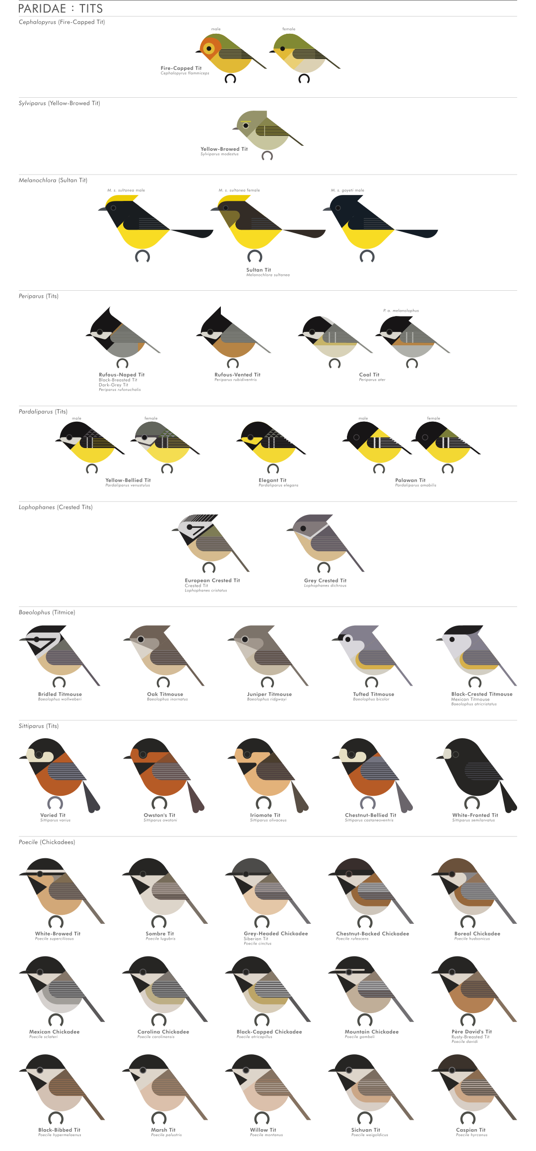 scott partridge - AVE - avian vector encyclopedia - tits - bird vector art
