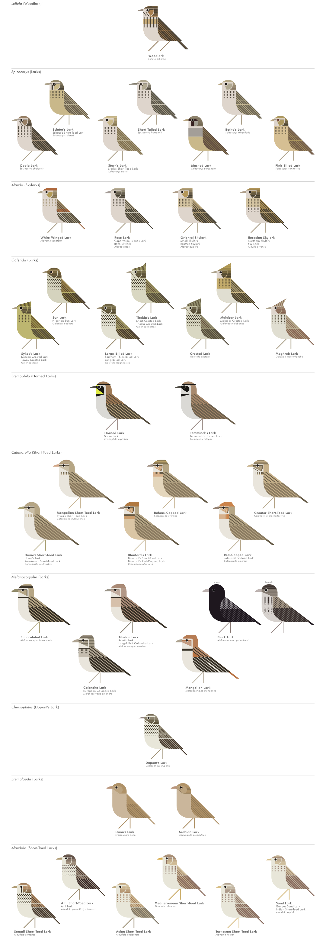 scott partridge - AVE - avian vector encyclopedia - larks - bird vector art