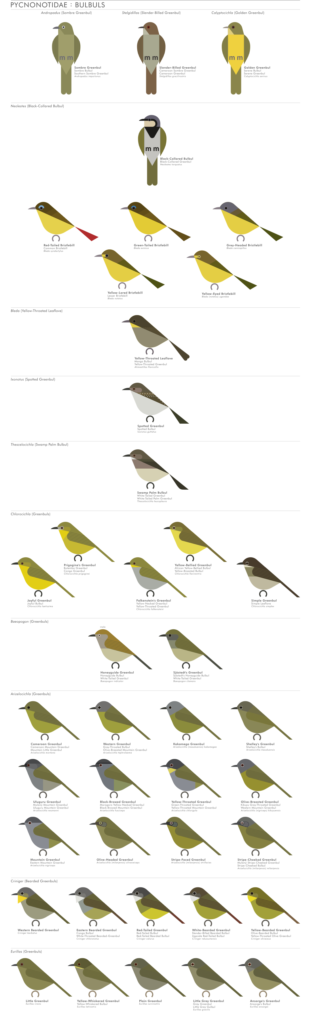 scott partridge - AVE - avian vector encyclopedia - bulbuls - bird vector art