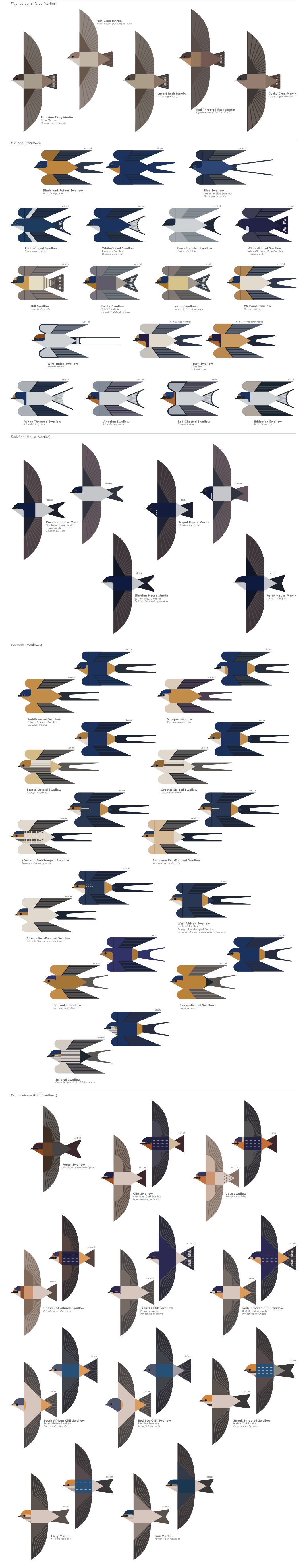 scott partridge - AVE - avian vector encyclopedia - swallows - bird vector art
