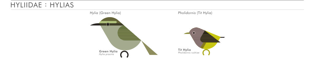 scott partridge - AVE - avian vector encyclopedia - hylias - bird vector art