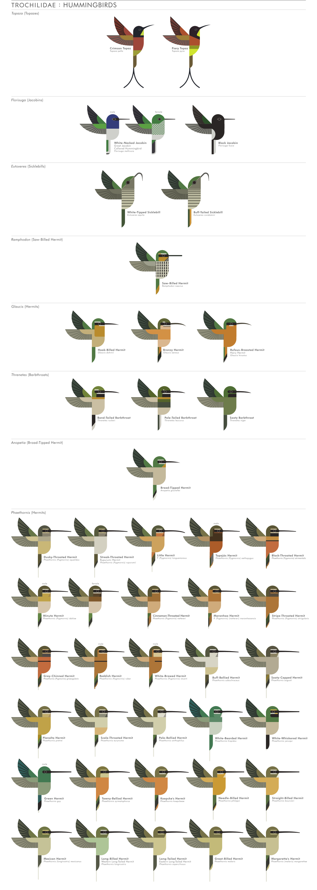 scott partridge - ave - avian vector encyclopedia - hummingbirds Trochilidae - vector bird art