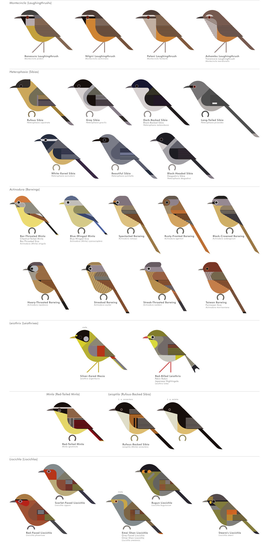 scott partridge - AVE - avian vector encyclopedia - laughingthrushes - bird vector art