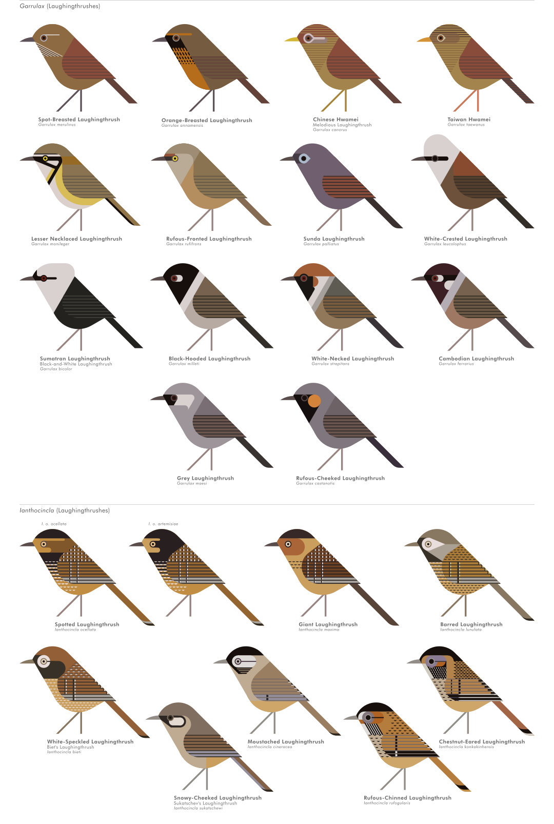 scott partridge - AVE - avian vector encyclopedia - laughingthrushes - bird vector art