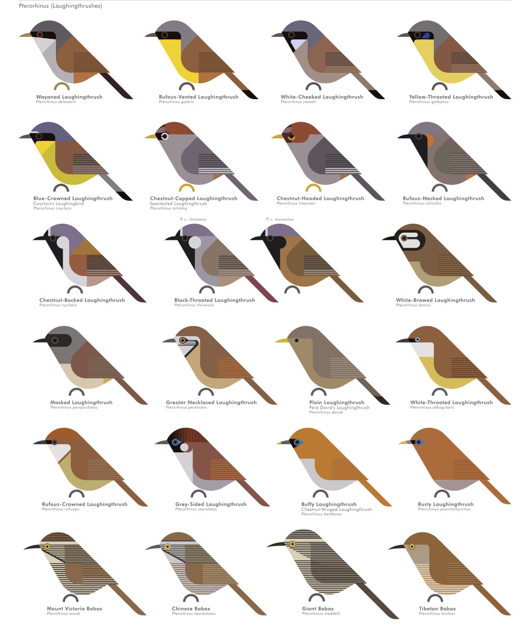 scott partridge - AVE - avian vector encyclopedia - laughingthrushes - bird vector art