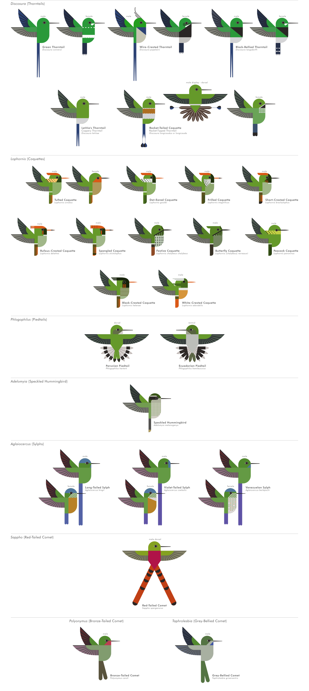 scott partridge - ave - avian vector encyclopedia - hummingbirds Trochilidae - vector bird art