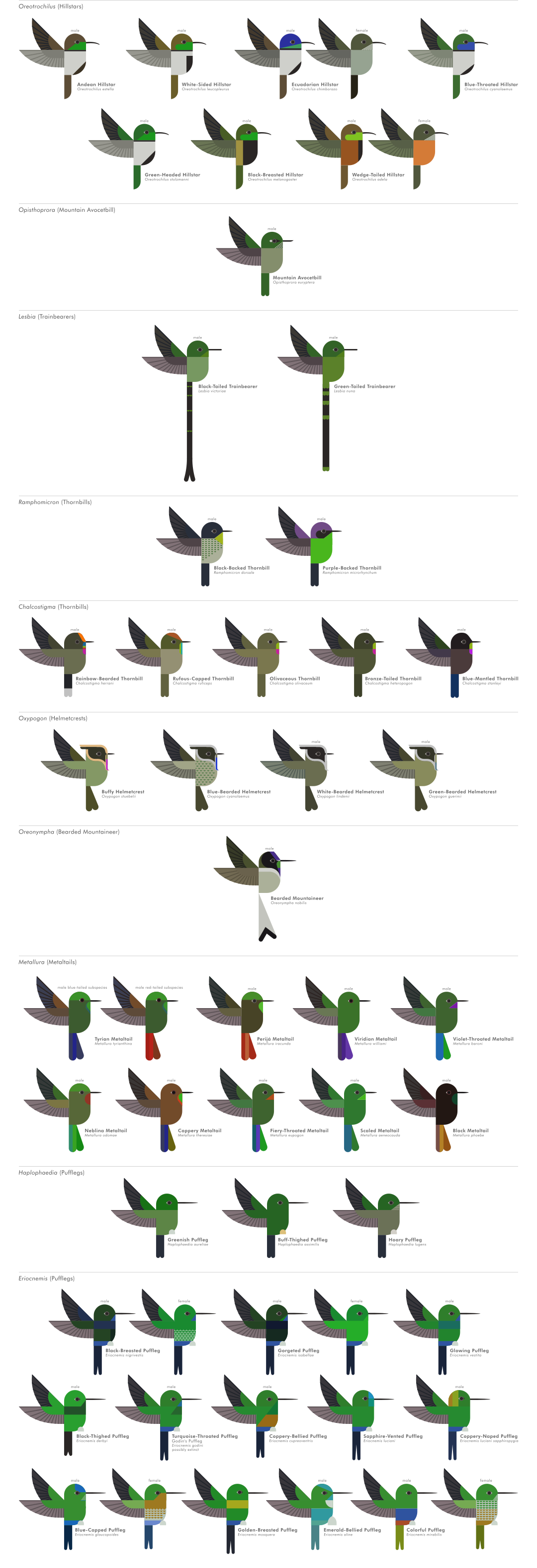 scott partridge - ave - avian vector encyclopedia - hummingbirds Trochilidae - vector bird art