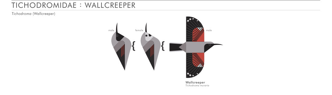 scott partridge - AVE - avian vector encyclopedia - wallcreeper - bird vector art