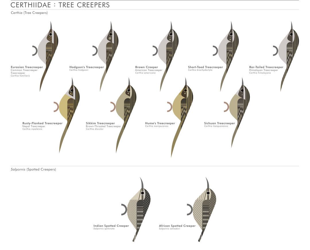 scott partridge - AVE - avian vector encyclopedia - treecreepers - bird vector art