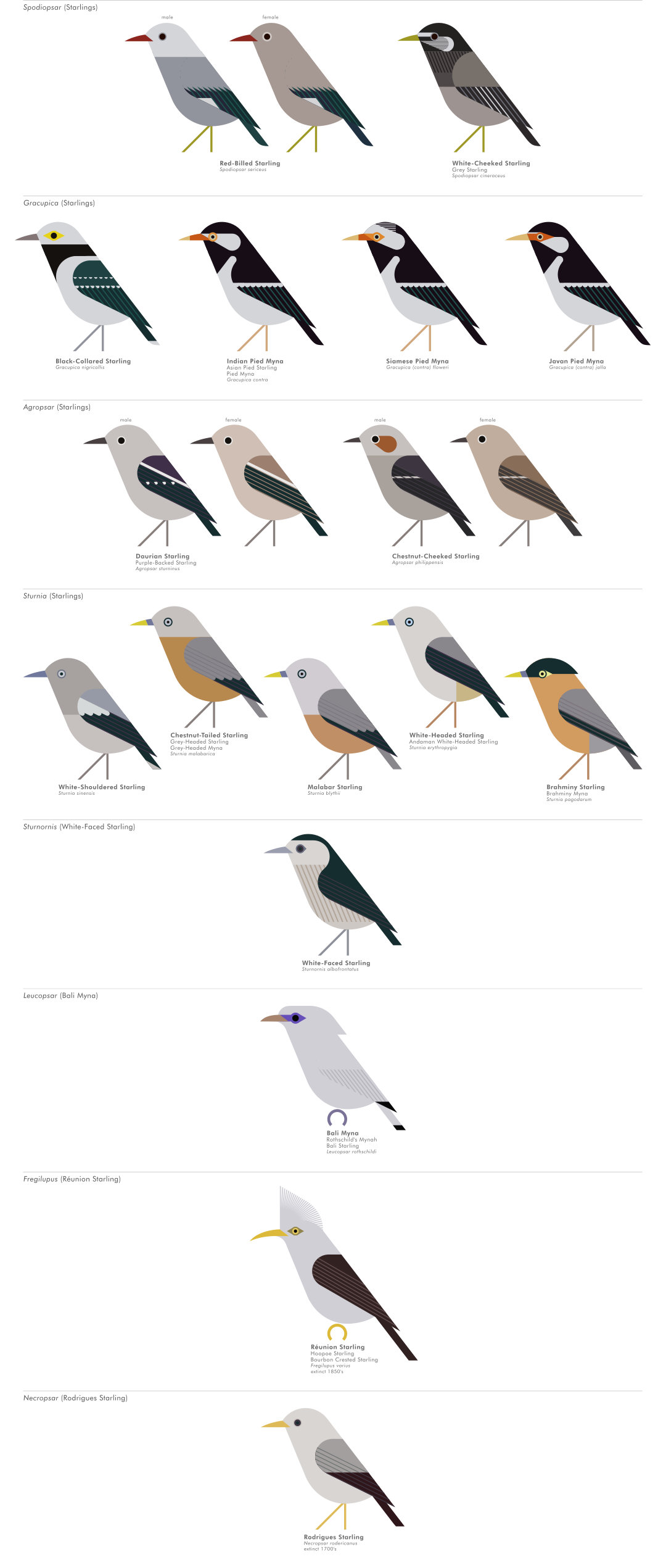 scott partridge - AVE - avian vector encyclopedia - starlings - bird vector art