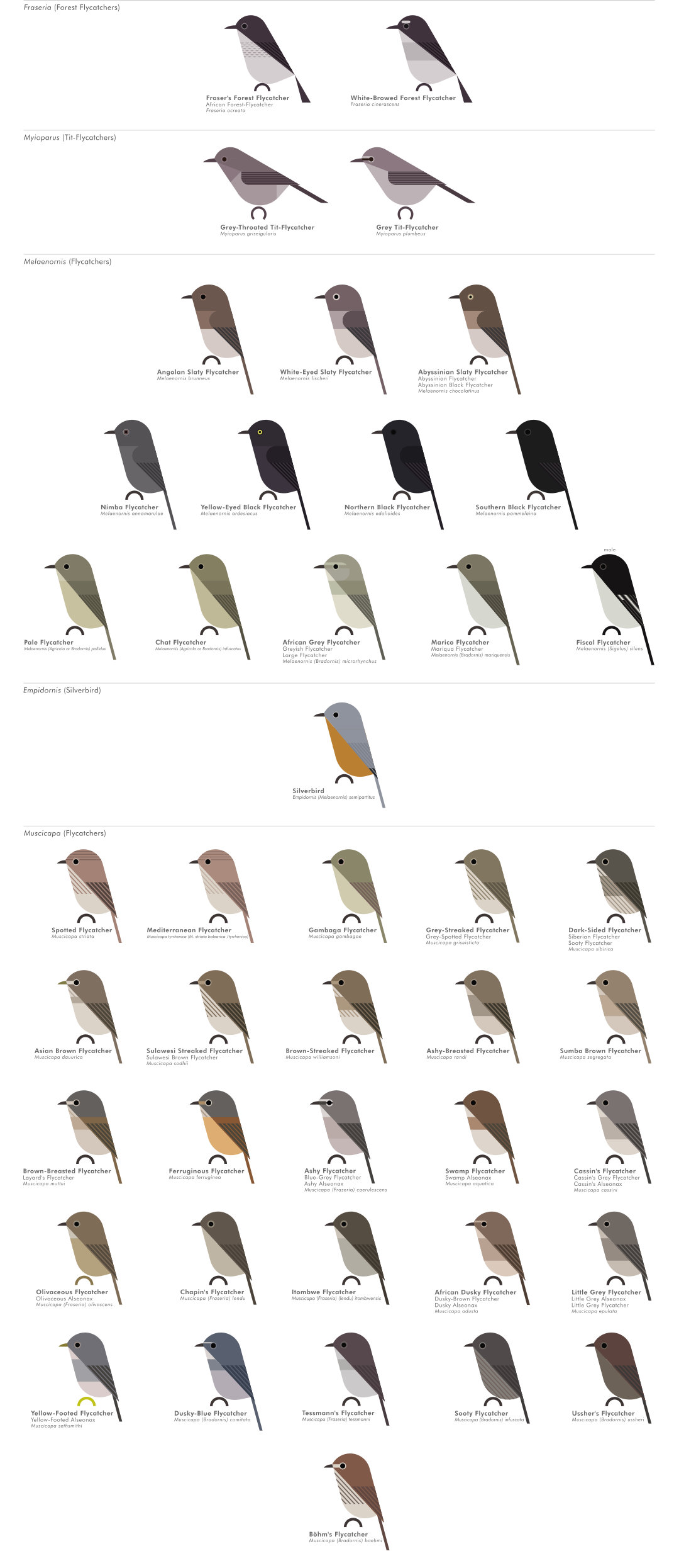 scott partridge - AVE - avian vector encyclopedia - old world flycatchers - bird vector art
