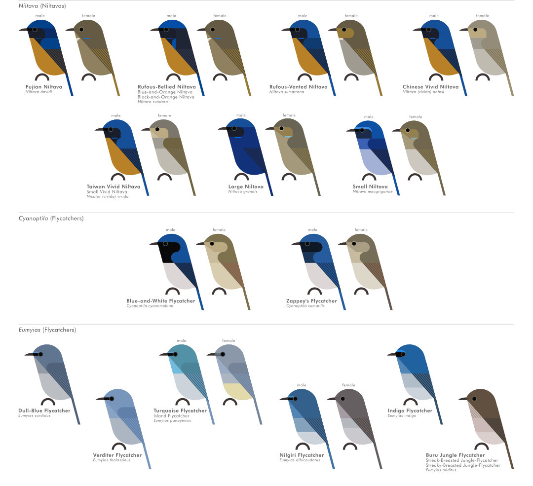 scott partridge - AVE - avian vector encyclopedia - old world flycatchers - bird vector art