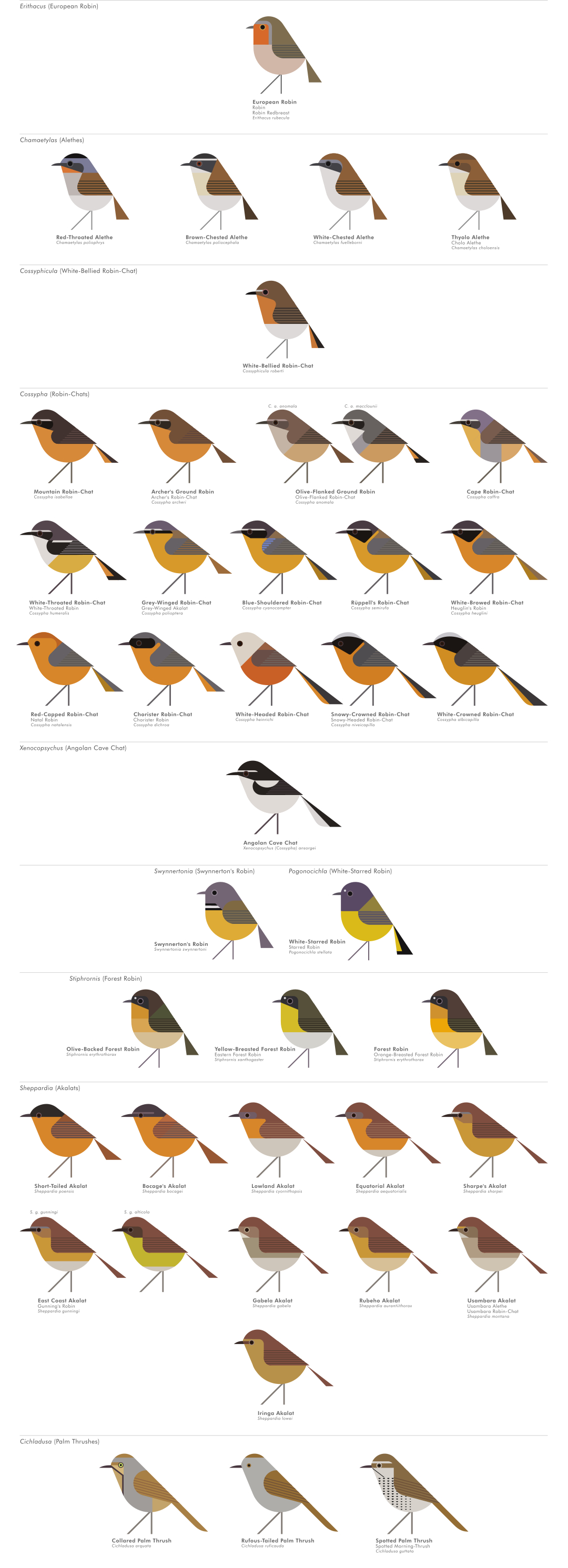 scott partridge - AVE - avian vector encyclopedia - old world flycatchers - bird vector art