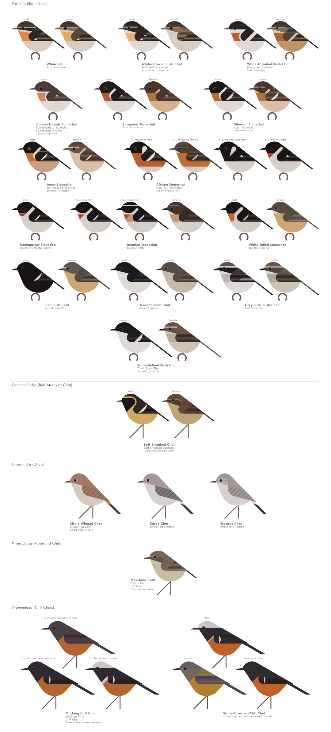 scott partridge - AVE - avian vector encyclopedia - old world flycatchers - bird vector art
