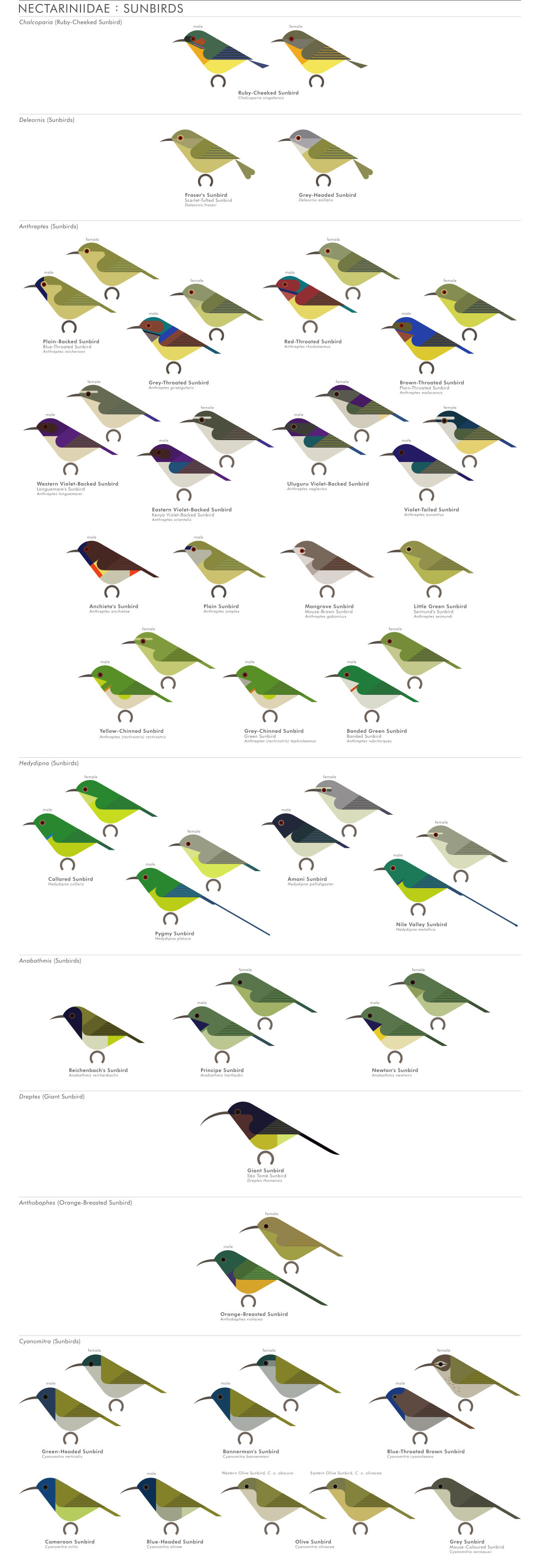 scott partridge - AVE - avian vector encyclopedia - sunbirds - bird vector art