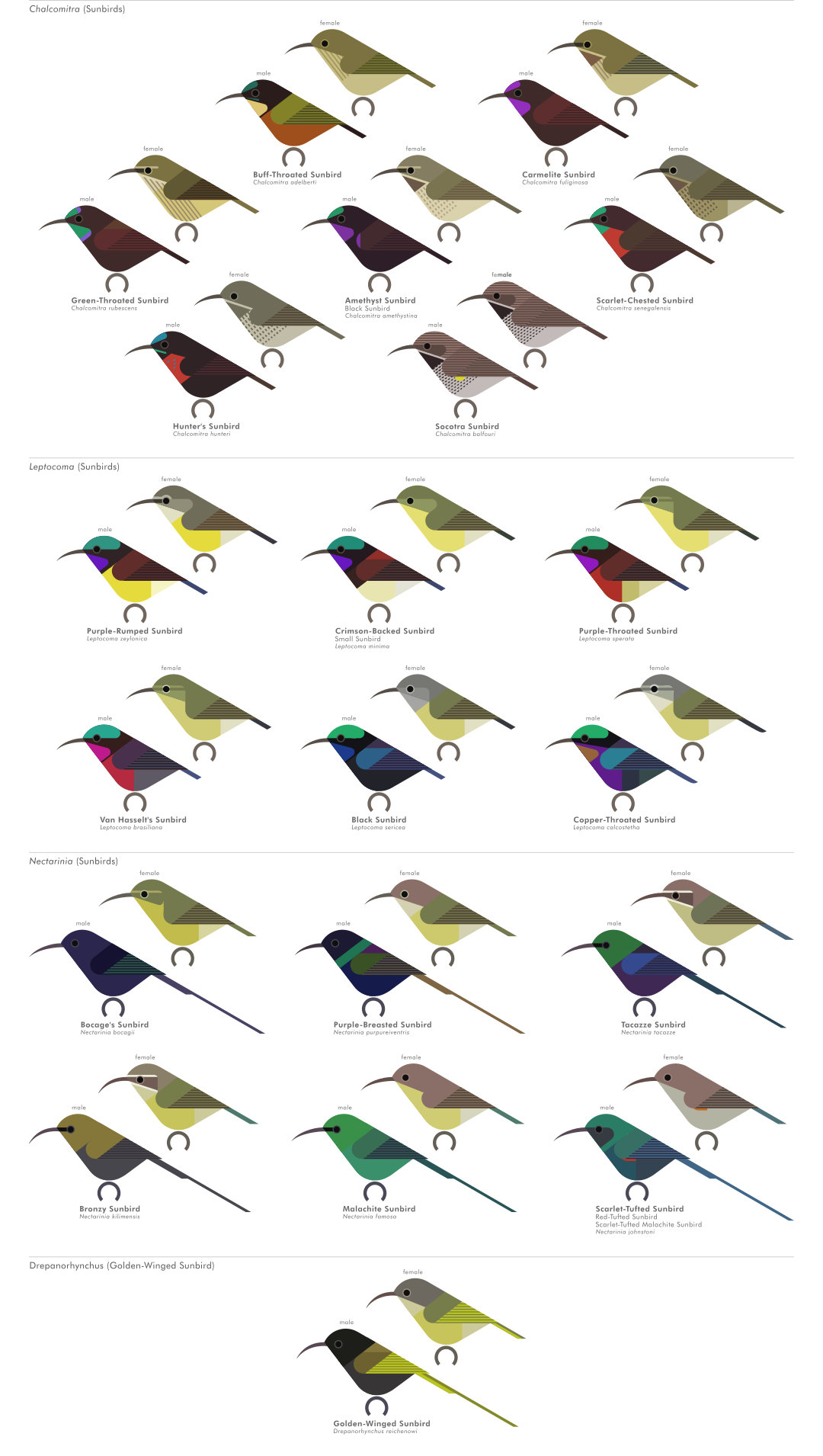 scott partridge - AVE - avian vector encyclopedia - sunbirds - bird vector art