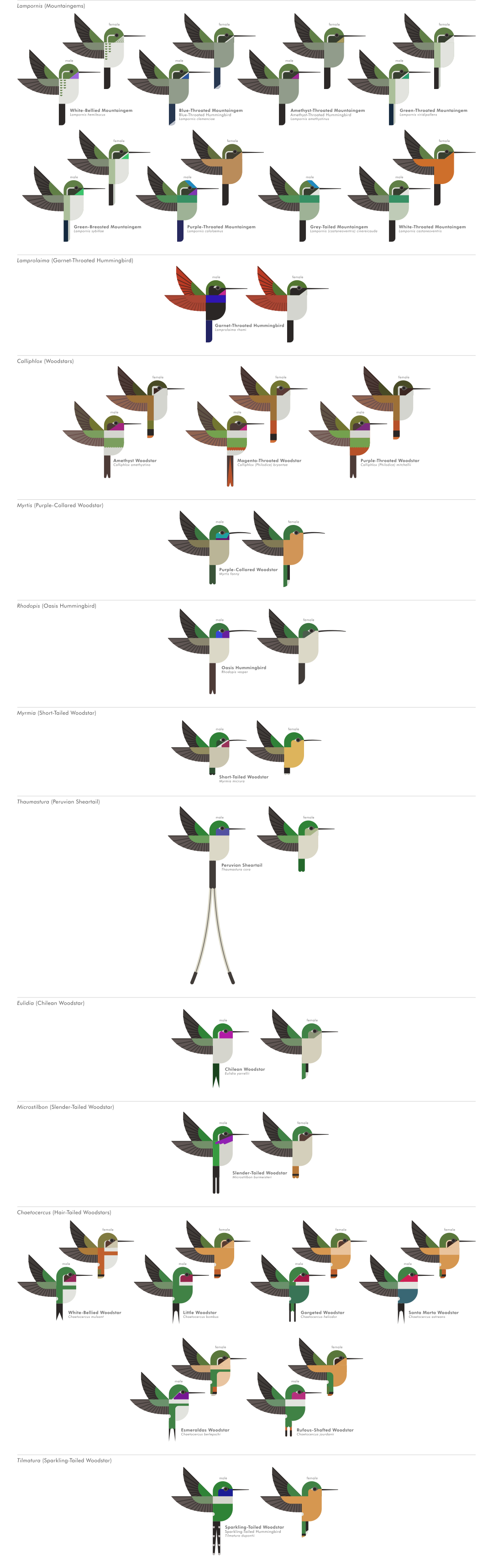 scott partridge - ave - avian vector encyclopedia - hummingbirds Trochilidae - vector bird art