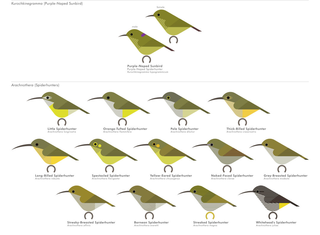 scott partridge - AVE - avian vector encyclopedia - sunbirds - bird vector art