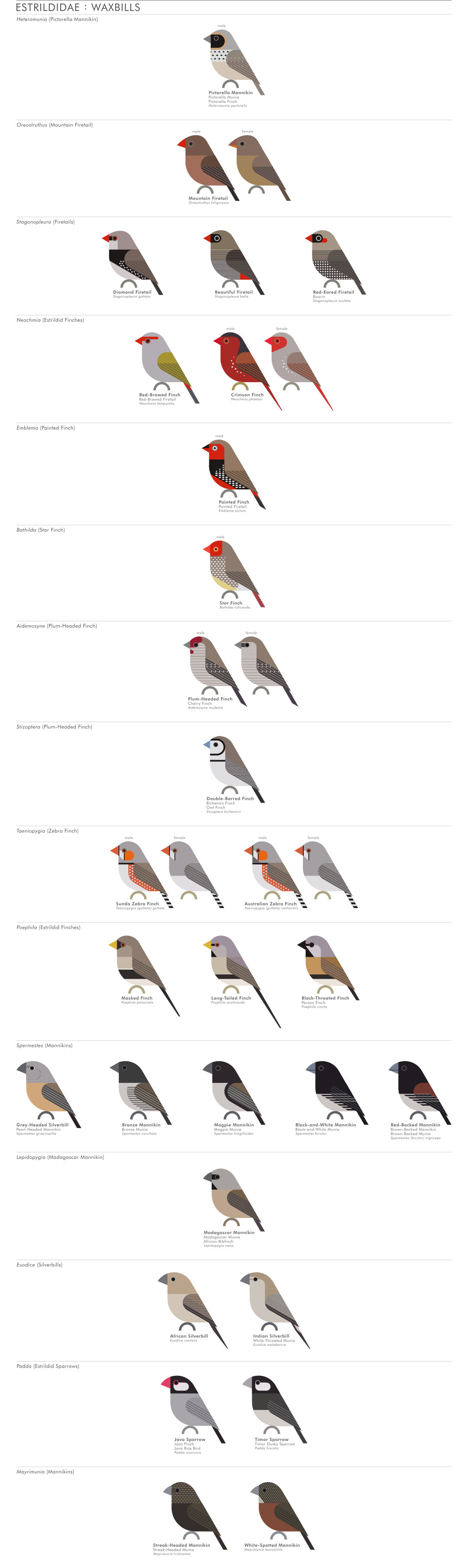 scott partridge - AVE - avian vector encyclopedia - waxbills - bird vector art