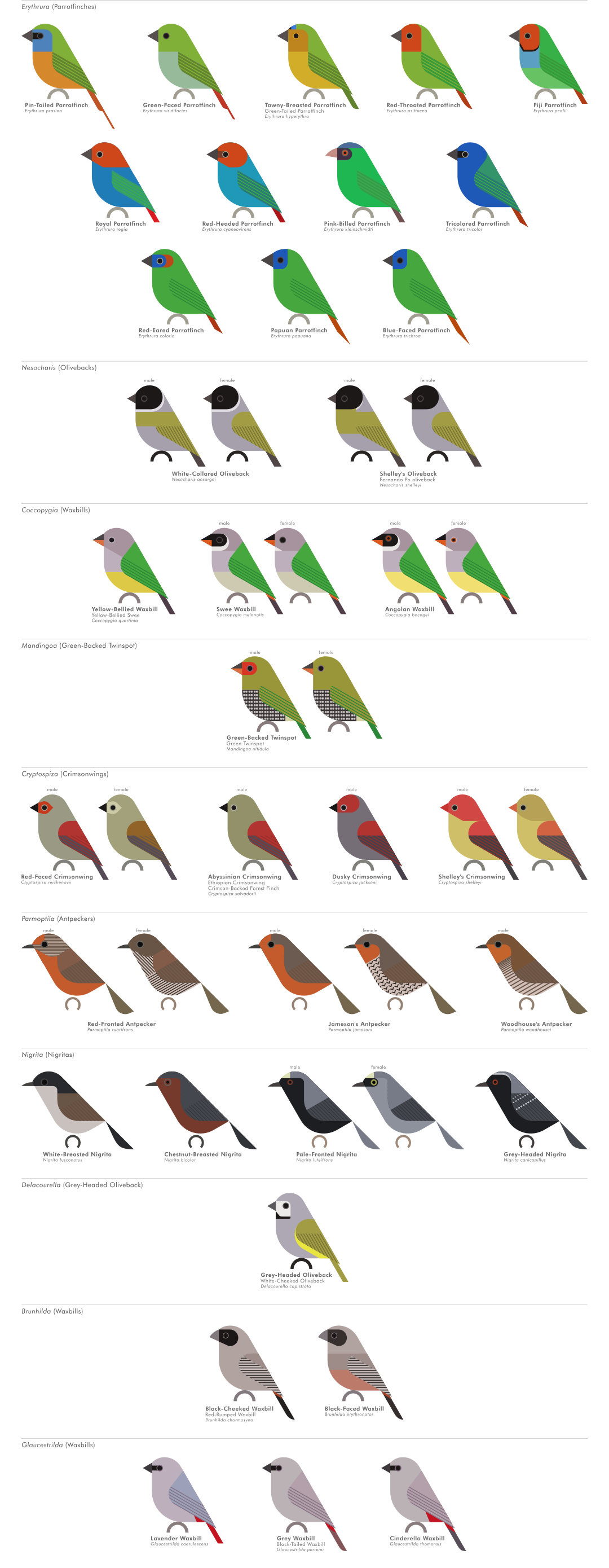 scott partridge - AVE - avian vector encyclopedia - waxbills - bird vector art