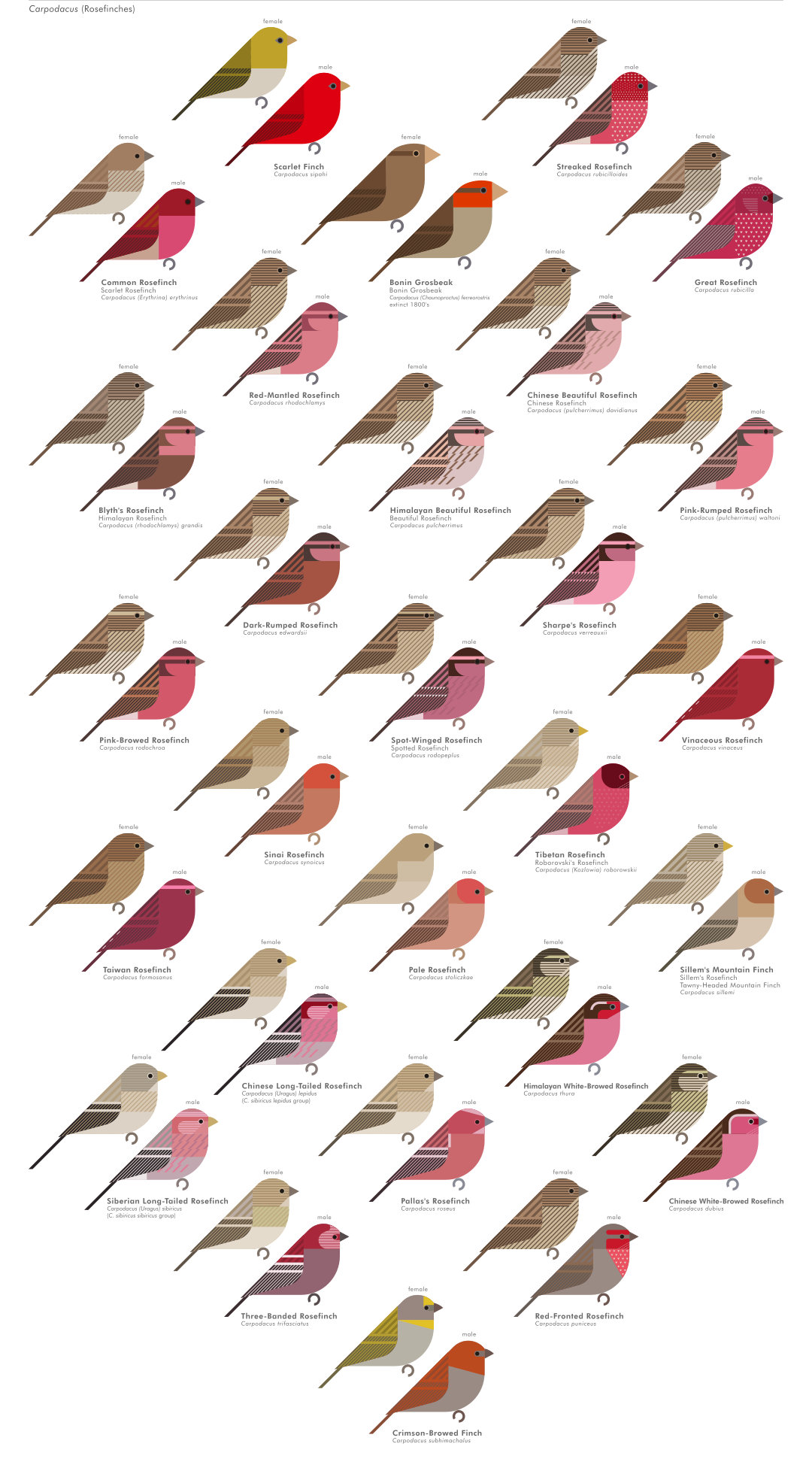 scott partridge - AVE - avian vector encyclopedia - finches - bird vector art