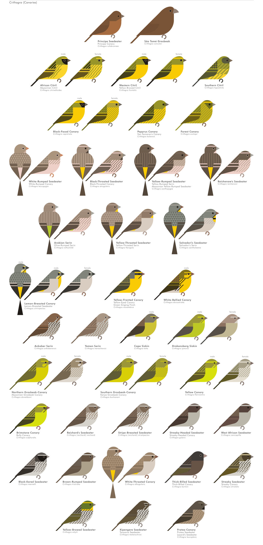 scott partridge - AVE - avian vector encyclopedia - finches - bird vector art