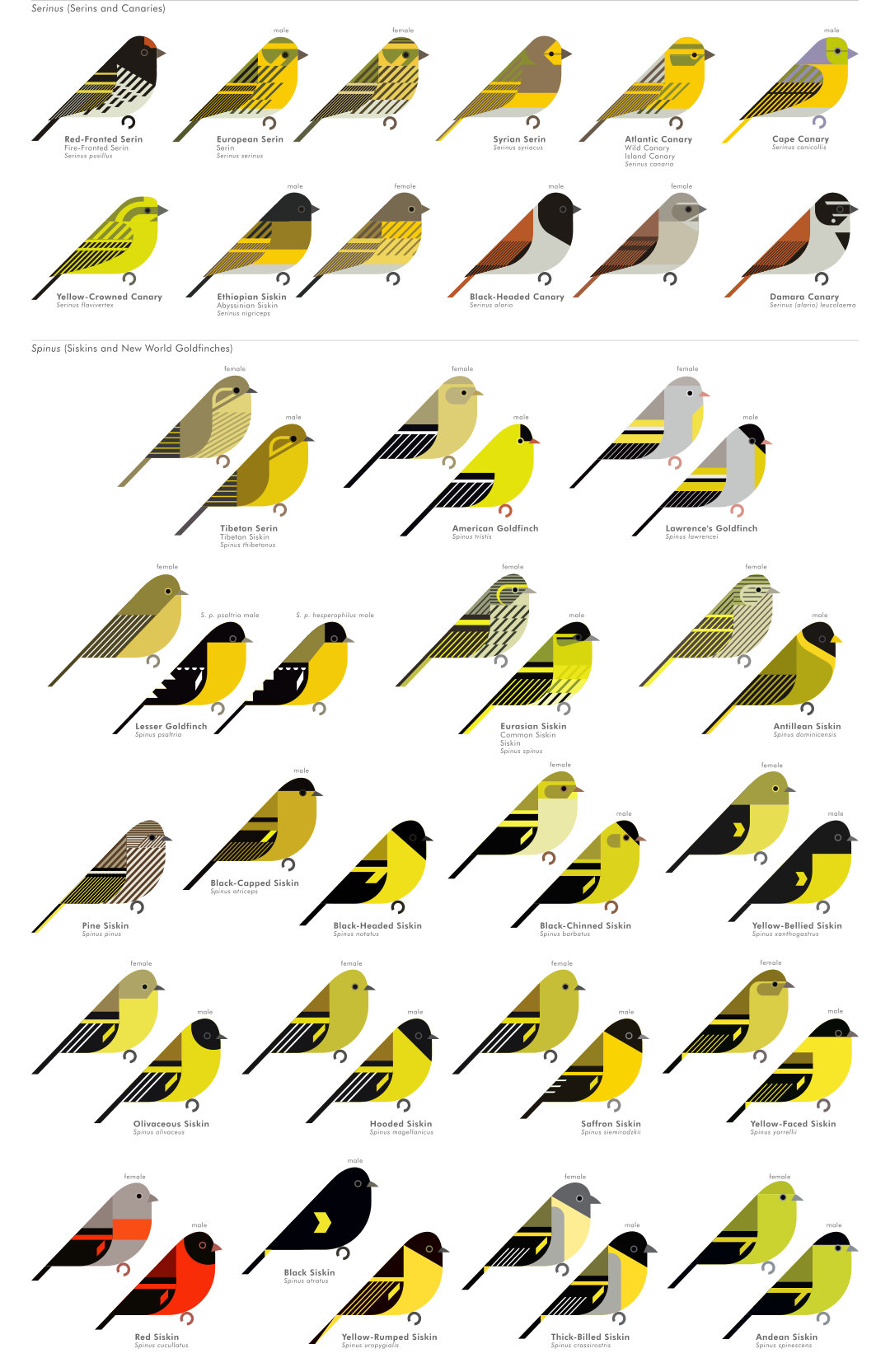 scott partridge - AVE - avian vector encyclopedia - finches - bird vector art