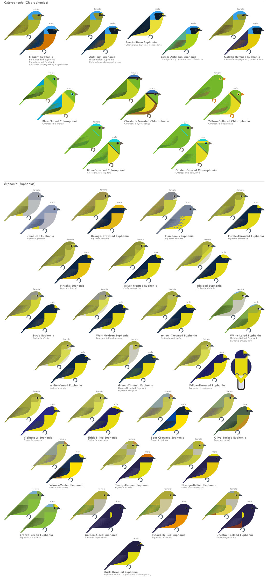 scott partridge - AVE - avian vector encyclopedia - finches - bird vector art