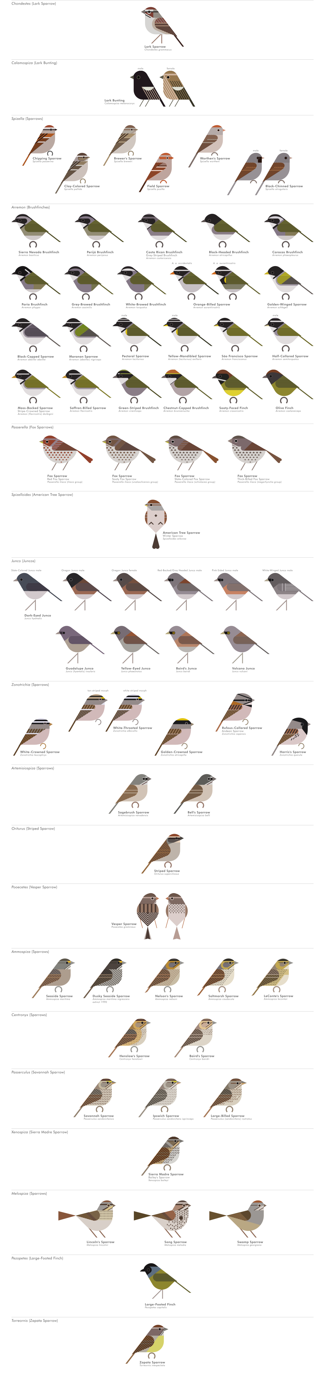 scott partridge - AVE - avian vector encyclopedia - new world sparrows - bird vector art