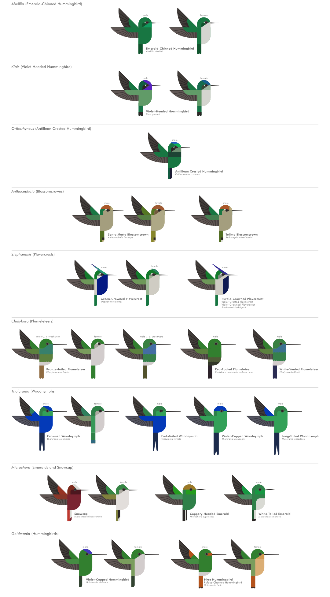 scott partridge - ave - avian vector encyclopedia - hummingbirds Trochilidae - vector bird art