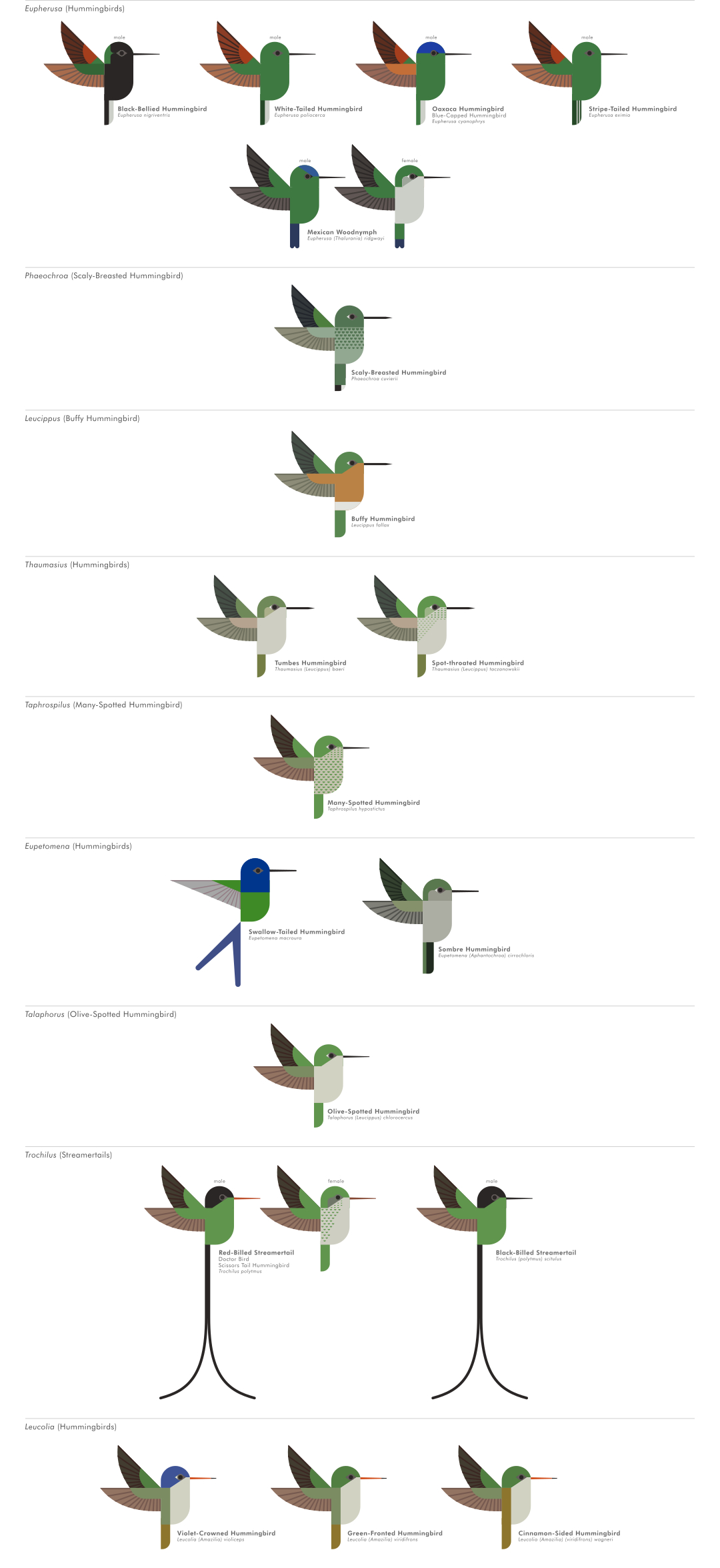 scott partridge - ave - avian vector encyclopedia - hummingbirds Trochilidae - vector bird art