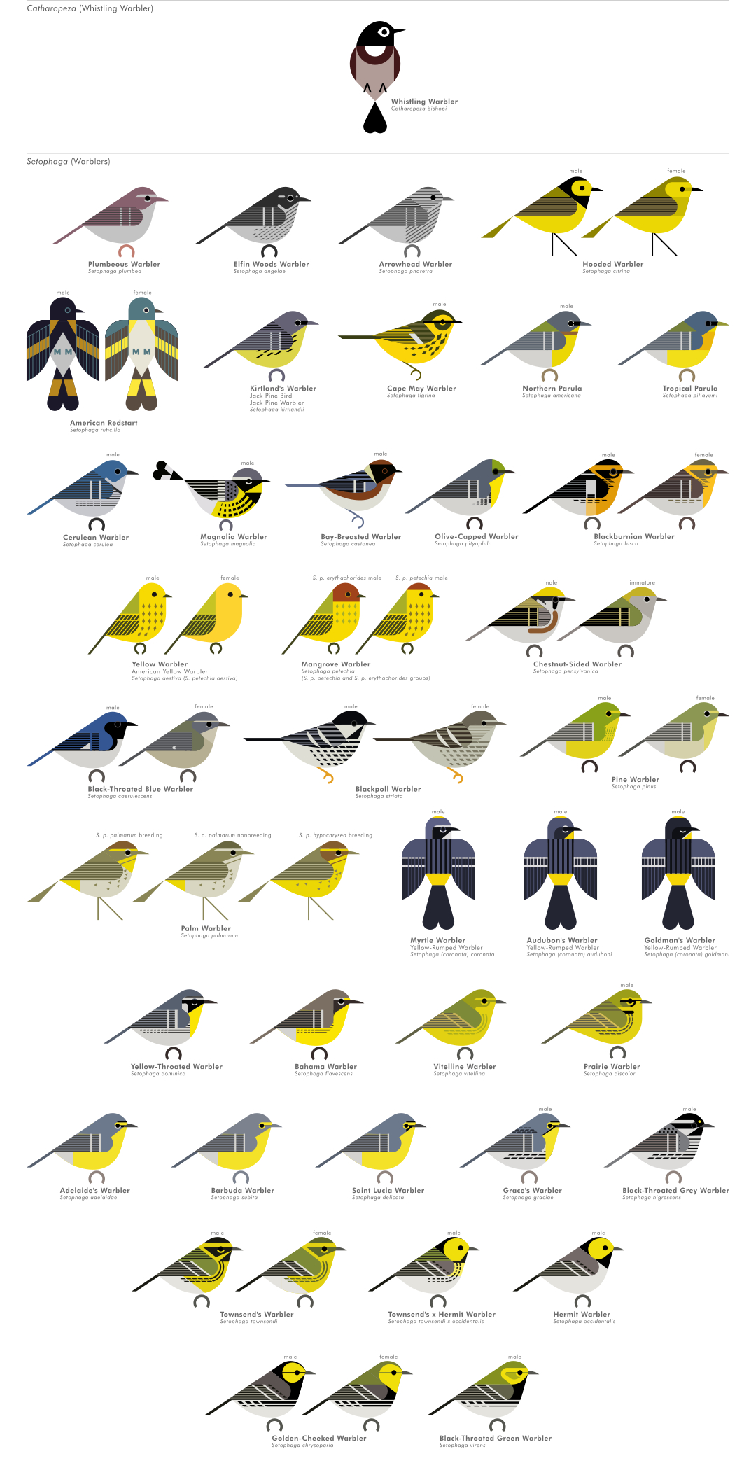 scott partridge - AVE - avian vector encyclopedia - new world warblers - bird vector art